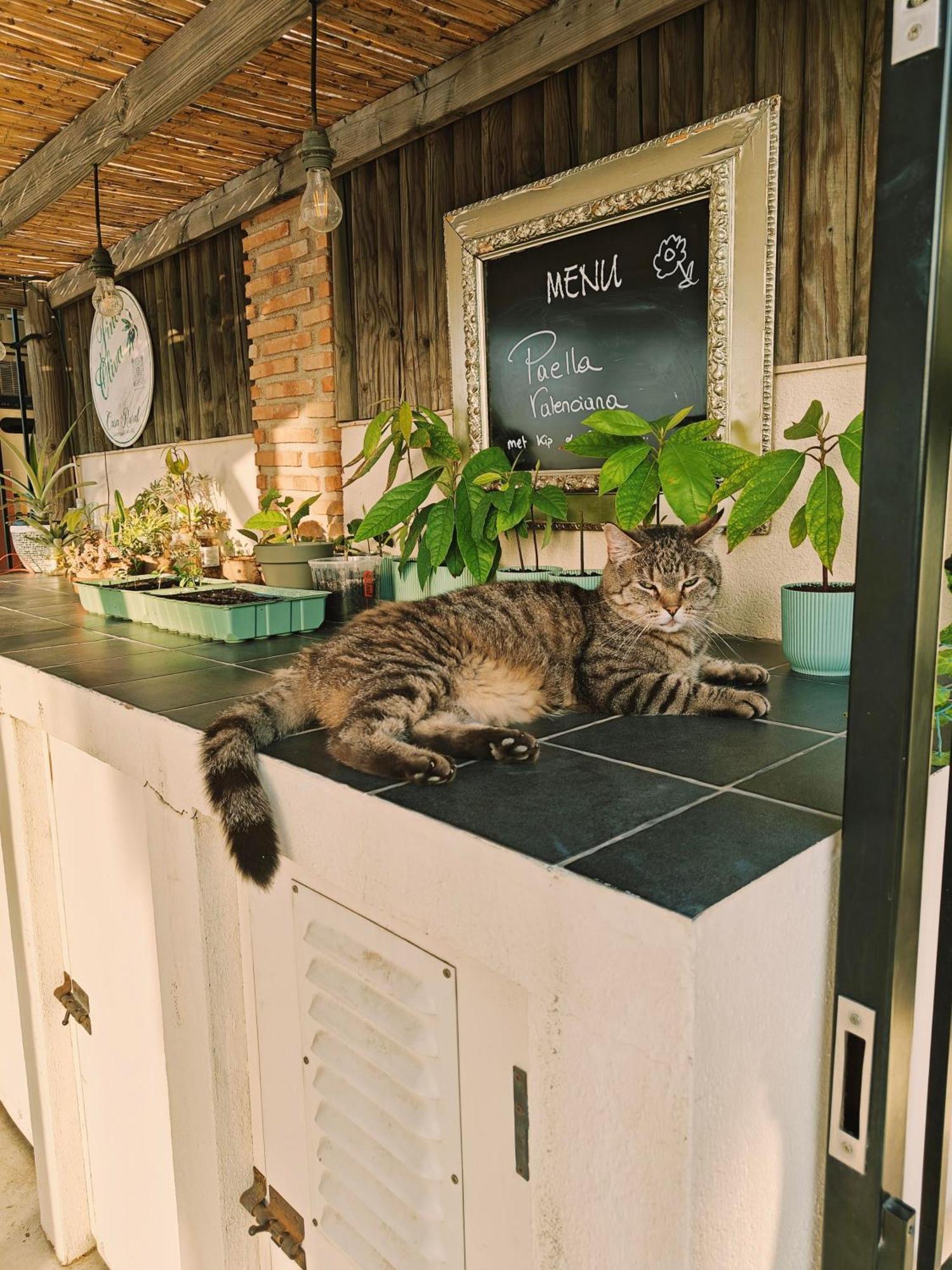 Finca Oliva Bolulla Экстерьер фото