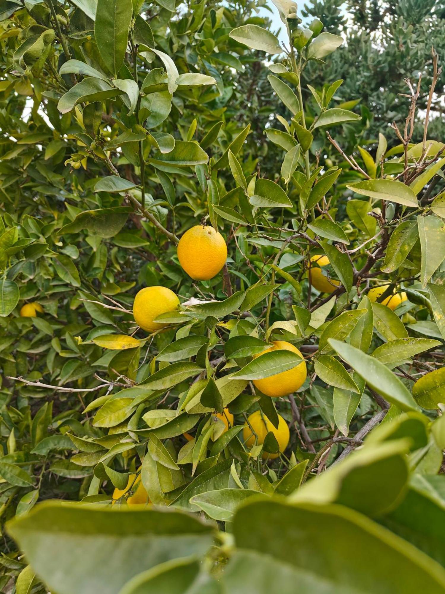 Finca Oliva Bolulla Экстерьер фото