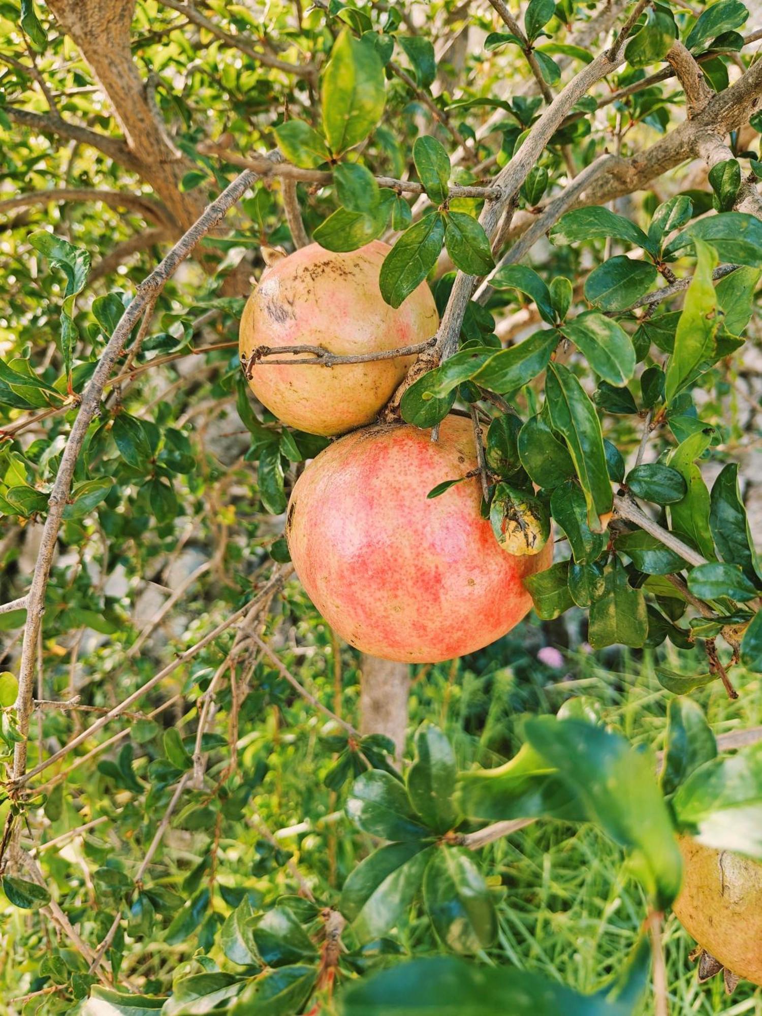 Finca Oliva Bolulla Экстерьер фото